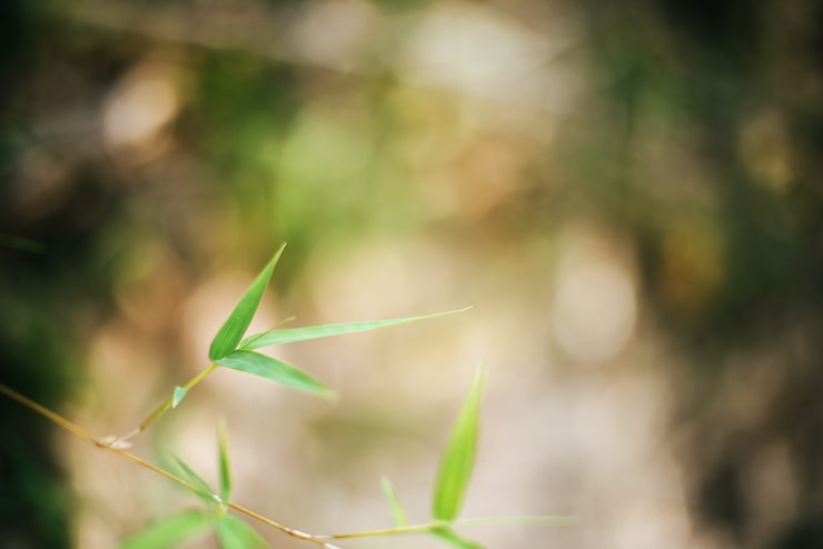 Tło natura